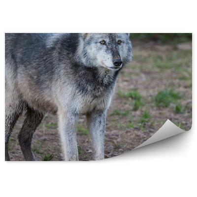 Fototapeta Sivý vlk les strom príroda