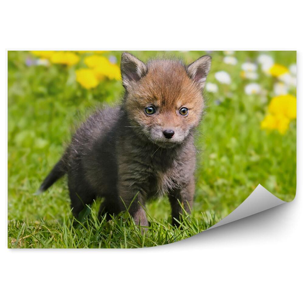 Fototapeta Malá líška jarné lúčne kvety