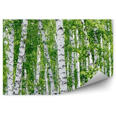 Fototapeta Brezové stromy zelené listy leto