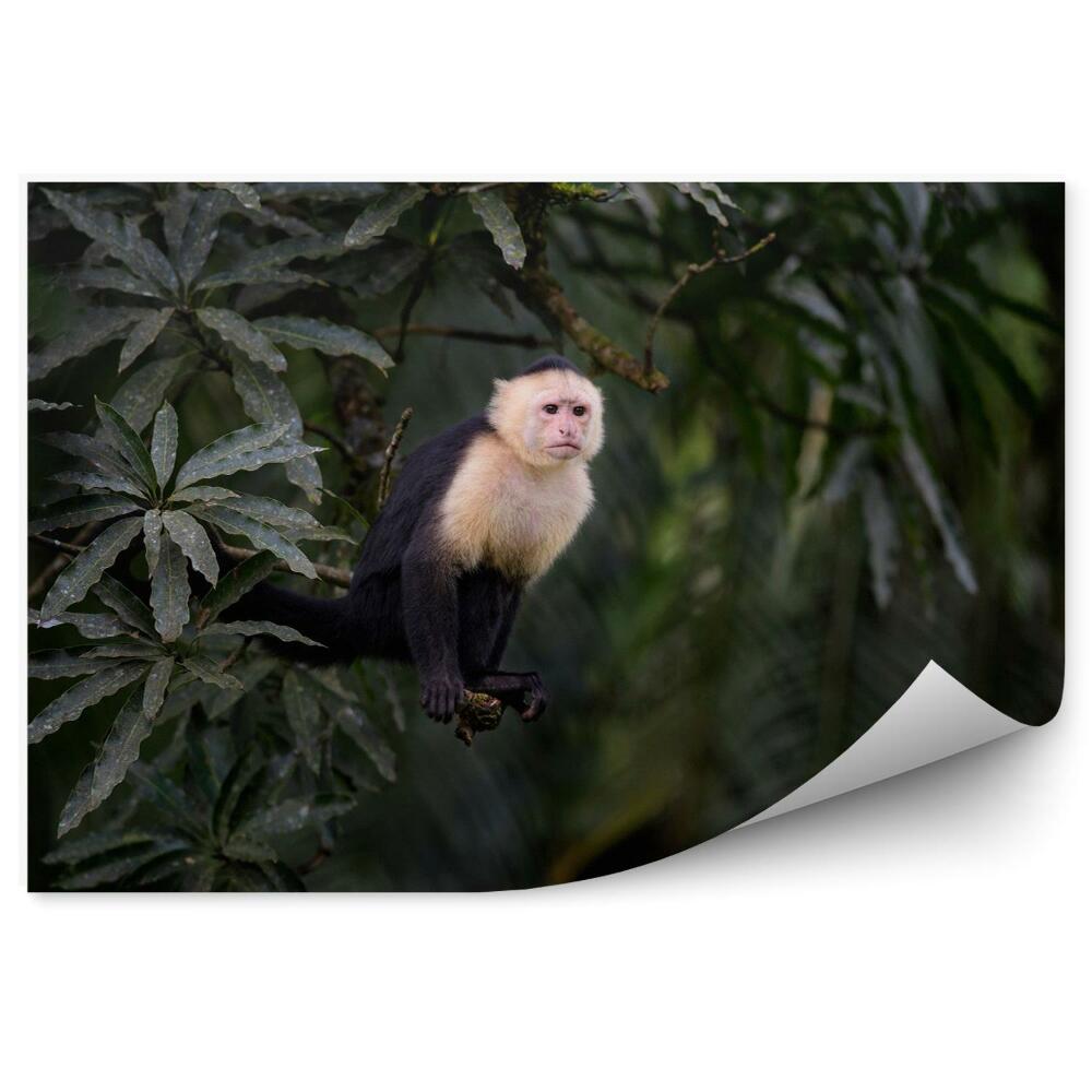 Fototapeta na stenu Kapucín s bielou tvárou
