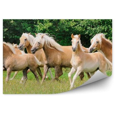 Fototapeta na stenu Kobyly žriebätá pole stromy stádo