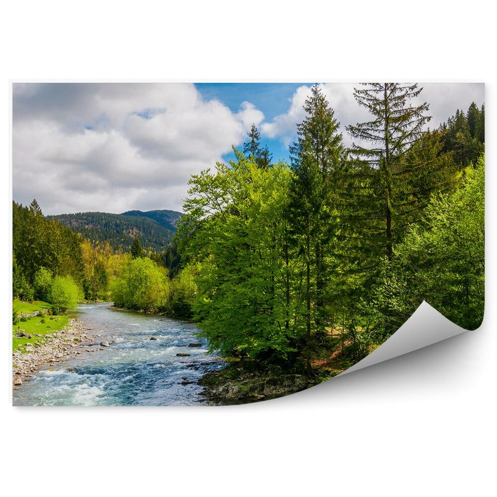 Fototapeta Zelený les stromy vianočné stromy rieka