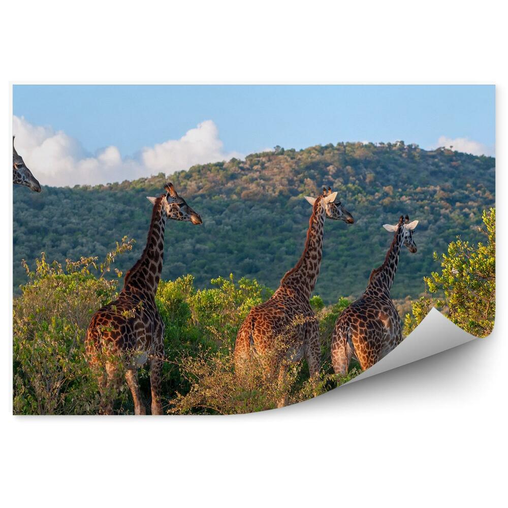 Fototapeta Stádo Žiráf Národný Park Zelená