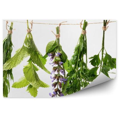 Fototapeta na stenu Mäta šalvia čerstvé bylinky