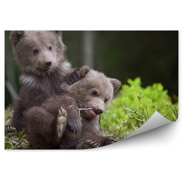 Fototapeta na stenu Mladé medvede v lese