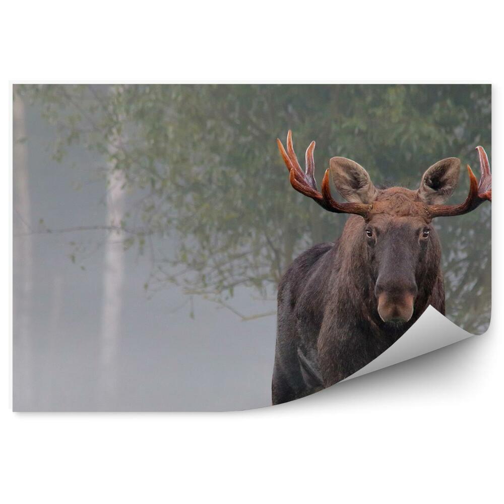 Fototapeta Losí samec v jesennej hmle