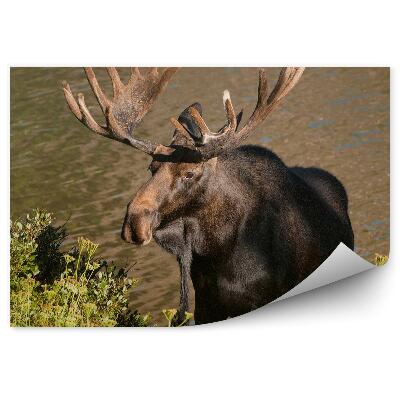 Fototapeta Los stojaci na brehu rieky