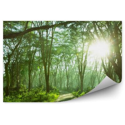 Fototapeta na stenu Tropický les v džungli