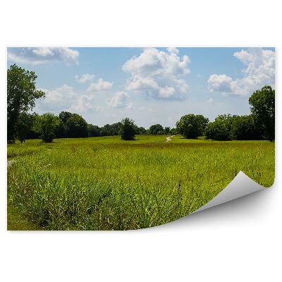 Fototapeta na stenu Cesta tráva zelená lúka stromy