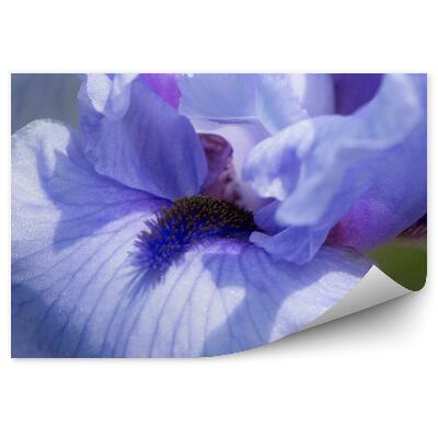 Fototapeta na stenu Fialový Kvet Kosatca Zelené Pozadie