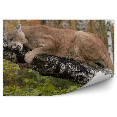 Fototapeta Puma stromy kríky