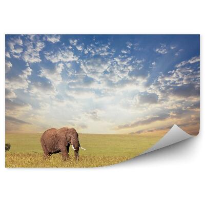 Fototapeta Slon v savane Oblaky na oblohe