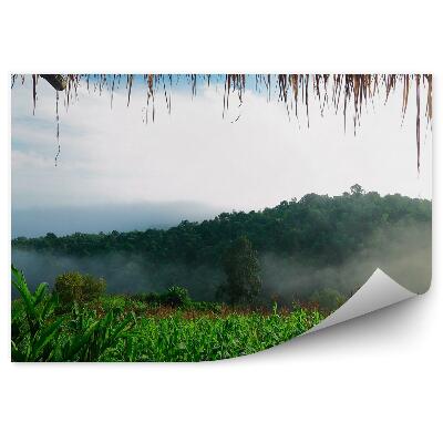 Fototapeta Les v hmle Pohľad z chaty na vrcholky stromov