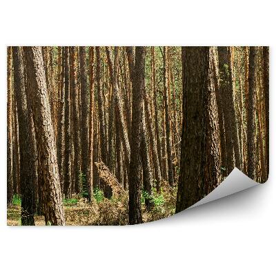 Fototapeta Ihličnatý les tráva