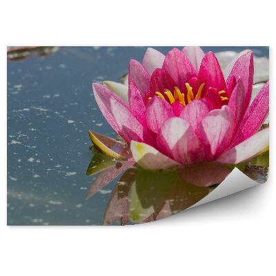 Fototapeta Ružové Listy Lekna