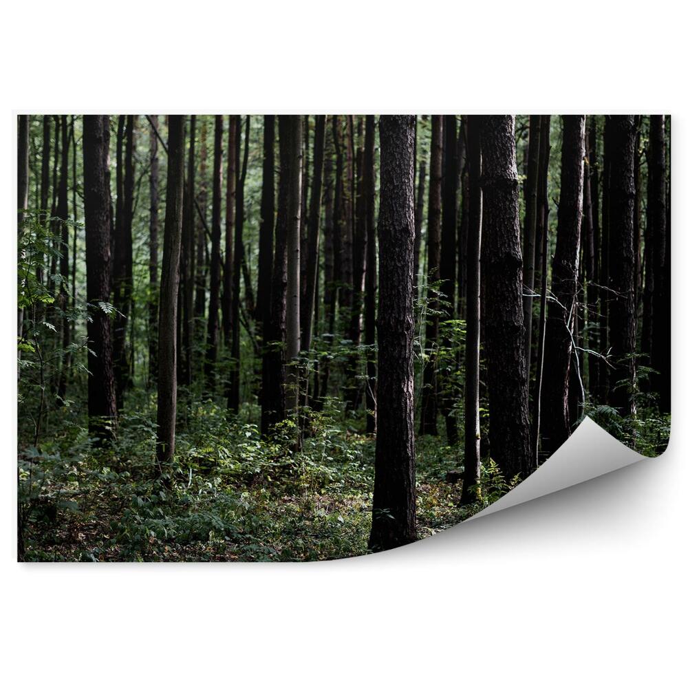 Fototapeta Tmavozelený les
