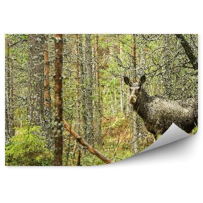 Fototapeta na stenu Losí machový les