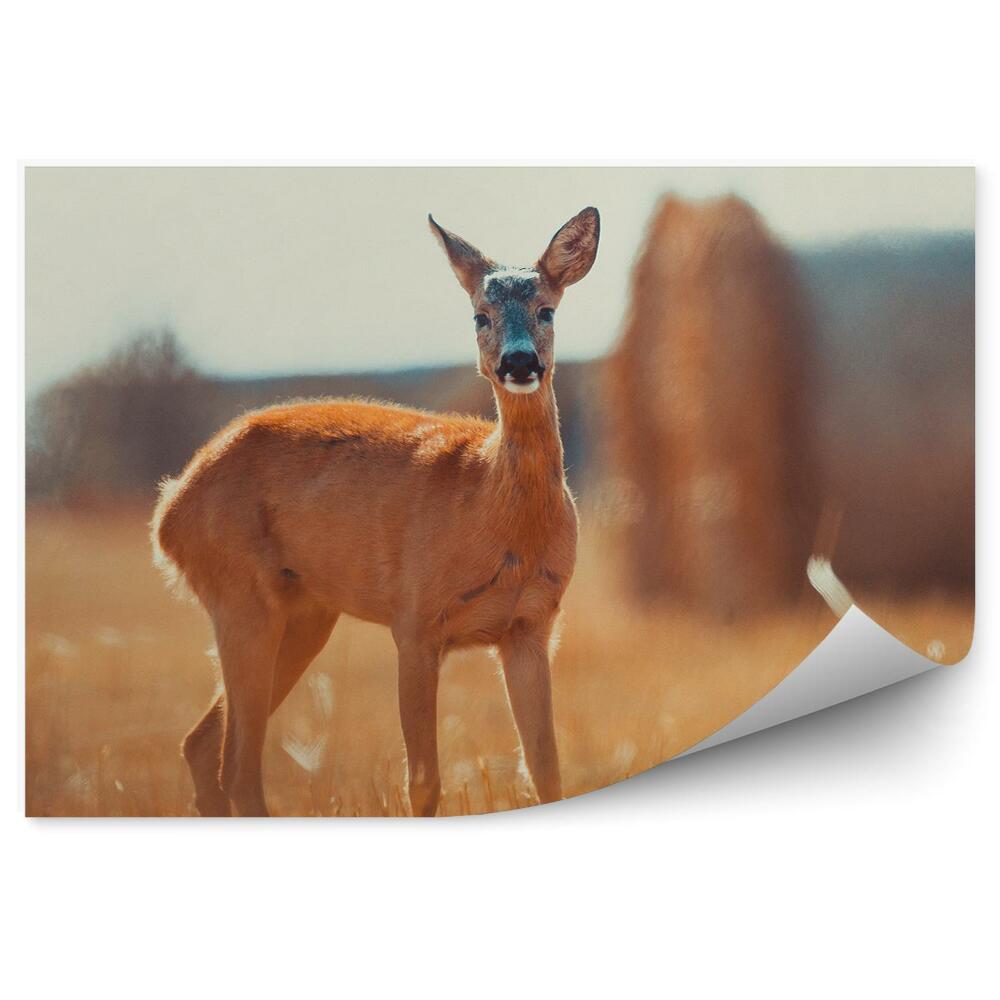 Fototapeta Jeleň na poli