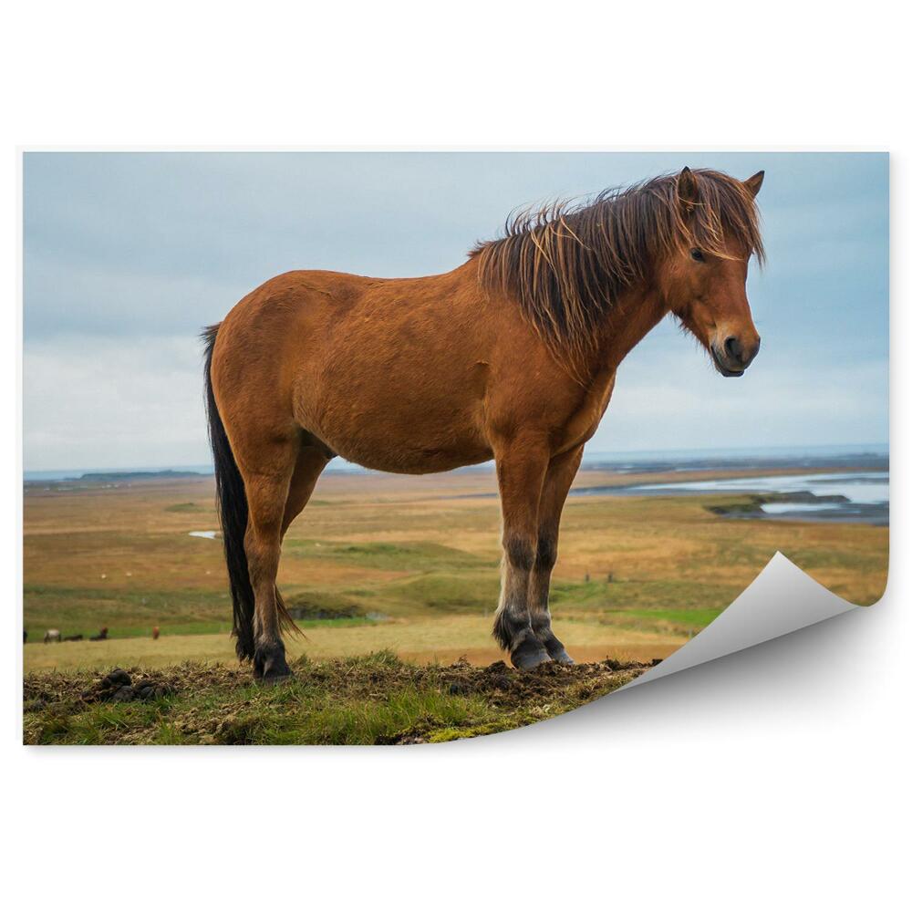 Fototapeta Hnedý islandský kôň tráva na kopci