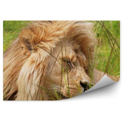 Fototapeta Juhoafrická Republika Odpočívajúci Lev