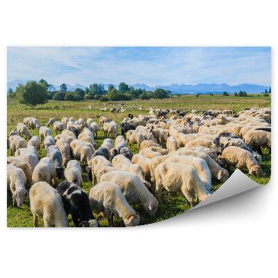 Fototapeta na stenu Ovce pasúce sa na lúke bicykel pes