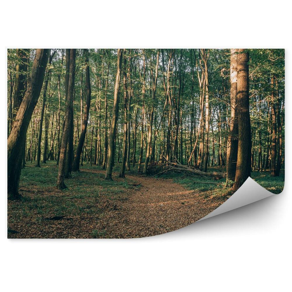 Fototapeta Jesenná lesná cesta medzi stromami