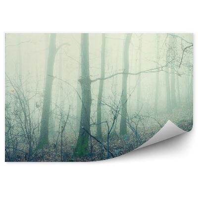 Fototapeta Hmlistý listnatý les