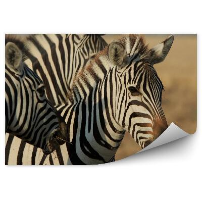 Fototapeta na stenu Skupina zebier pozostávajúca z troch jedincov