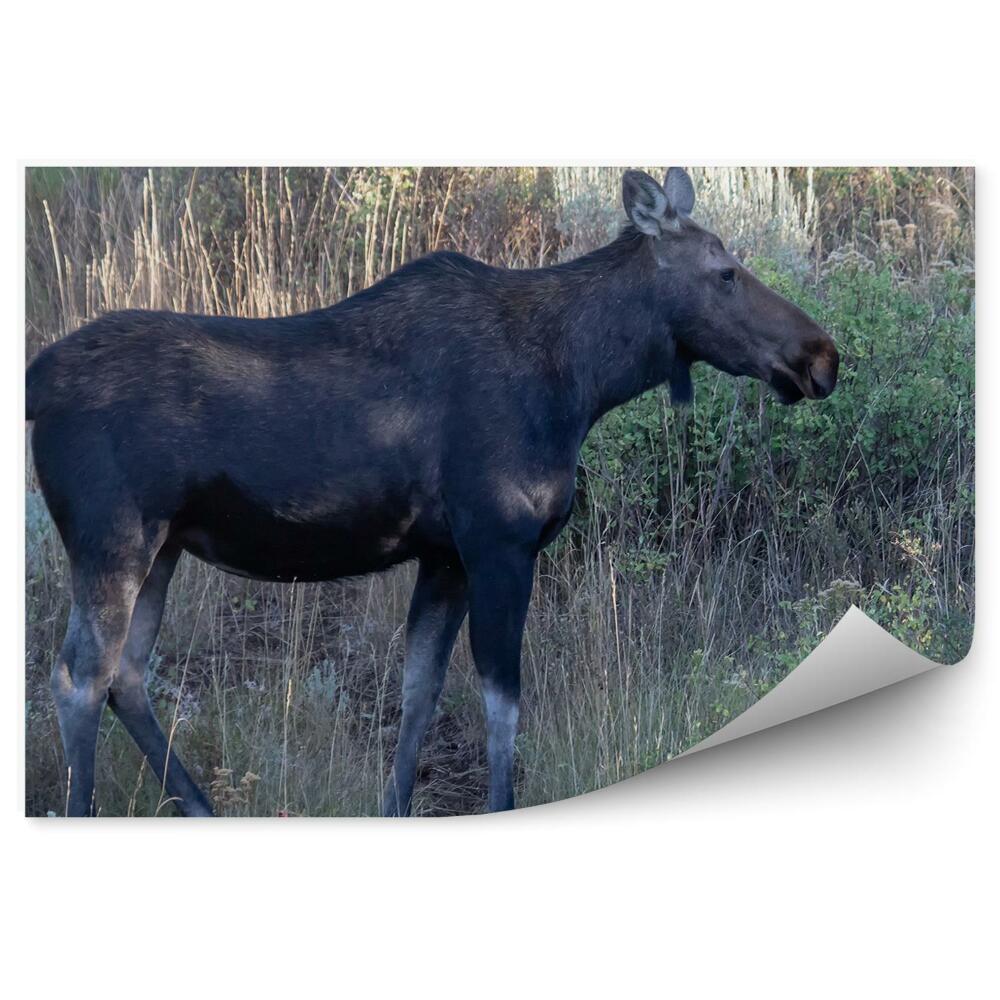 Fototapeta Mladý los na lesnej lúke