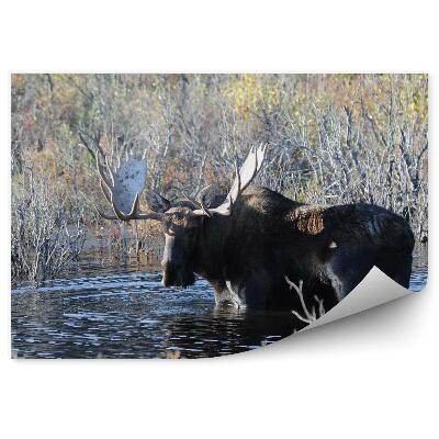 Fototapeta Losie jazierko v tráve