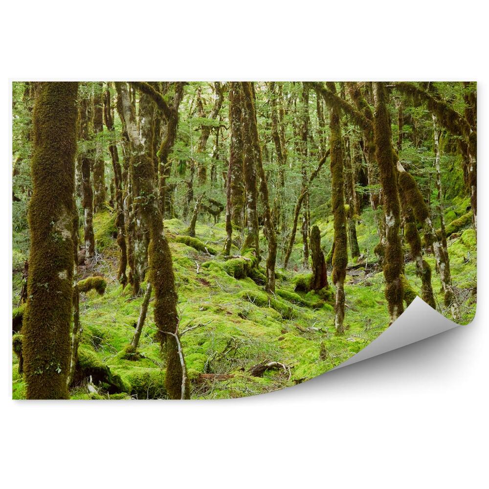 Fototapeta na stenu Dažďový prales