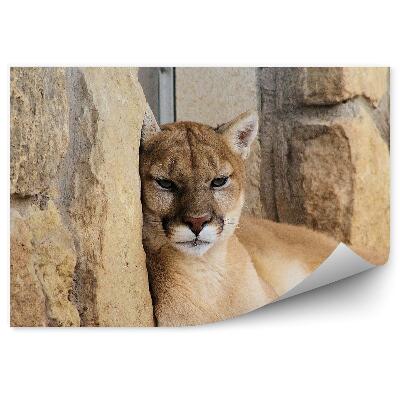 Fototapeta Puma v zoo