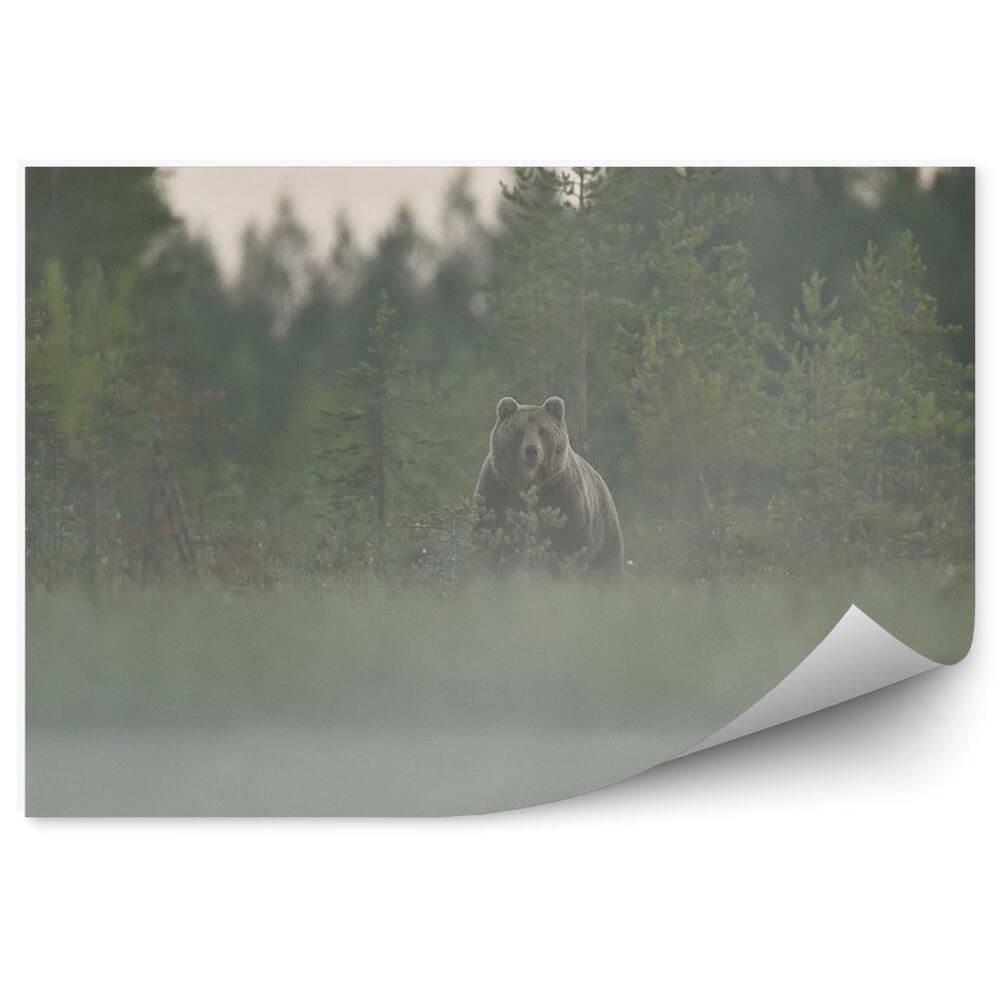 Fototapeta na stenu Hnedý medveď ihličnatý les hmla