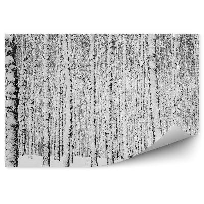 Fototapeta Zimný brezový les