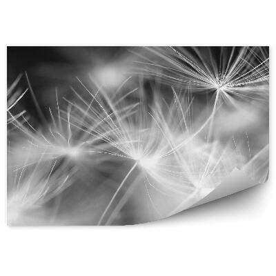 Fototapeta Makro Semená Fúzača