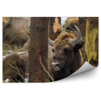 Fototapeta na stenu Zubor európsky v Knyszynskom lese