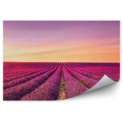 Fototapeta Levanduľové pole strom Provence Francúzsko západ slnka