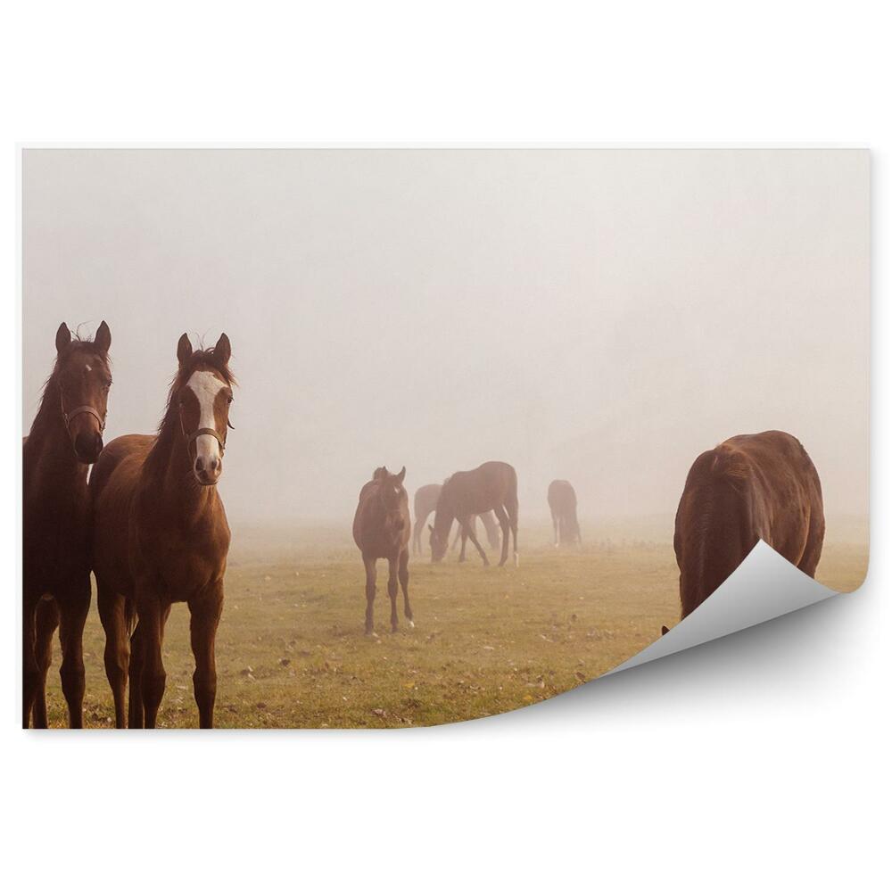 Fototapeta Pastvina stádo hnedých koní ranná hmla