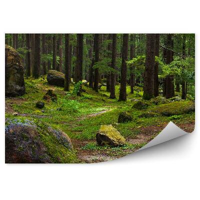 Fototapeta na stenu Borovicový les kamene