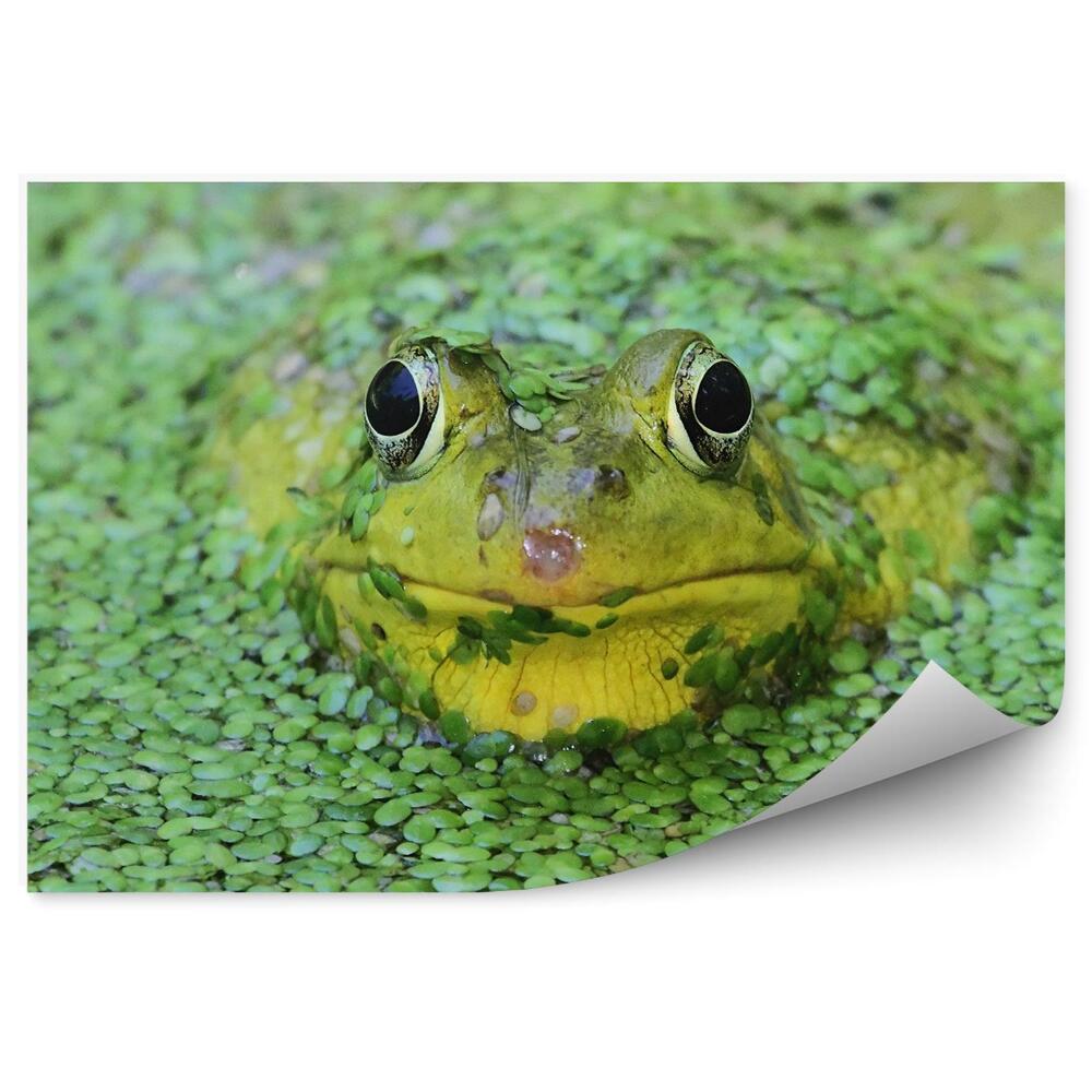 Fototapeta na stenu Zelená žaba v jazierku medzi žeruchou