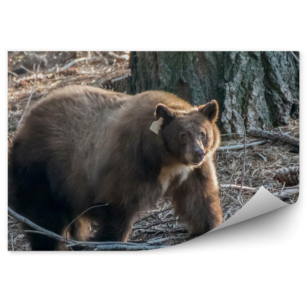 Fototapeta na stenu Medveď v lese