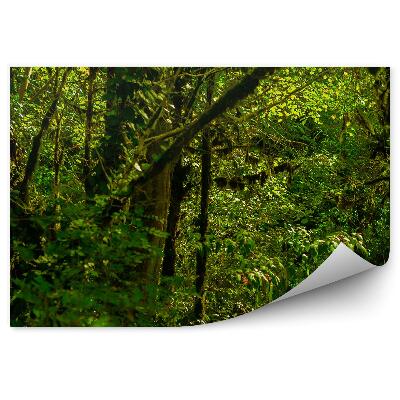 Fototapeta na stenu Listy tropického lesa