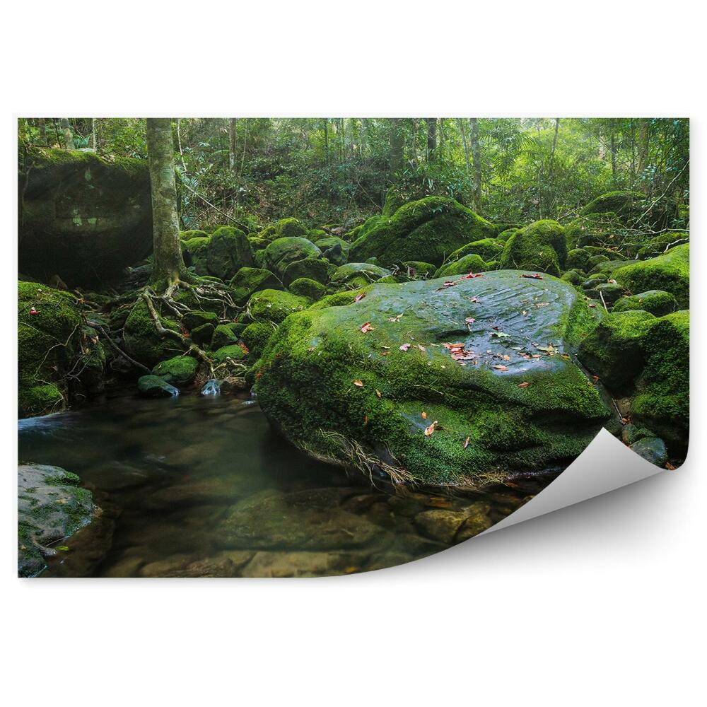 Fototapeta na stenu Les voda príroda mach