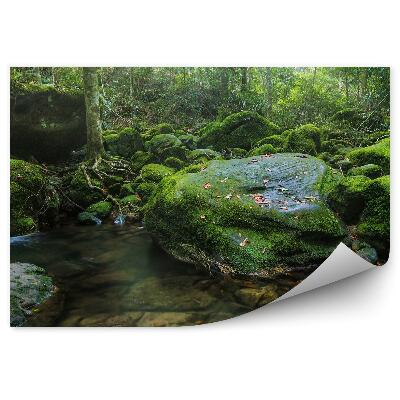 Fototapeta na stenu Les voda príroda mach