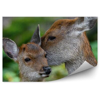 Fototapeta Srnec a jeleň