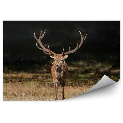 Fototapeta na stenu Jelenia zver na lúke