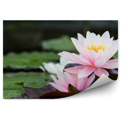 Fototapeta Listy Lekna Na Rybníku