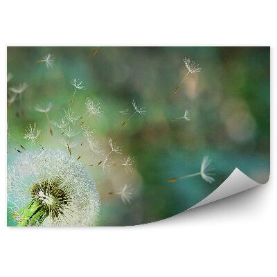 Fototapeta Kvety Semien Púpavy Lekárskej