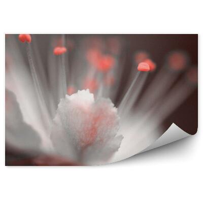 Fototapeta na stenu Biely Červený Kvet Čerešne Hnedé Pozadie