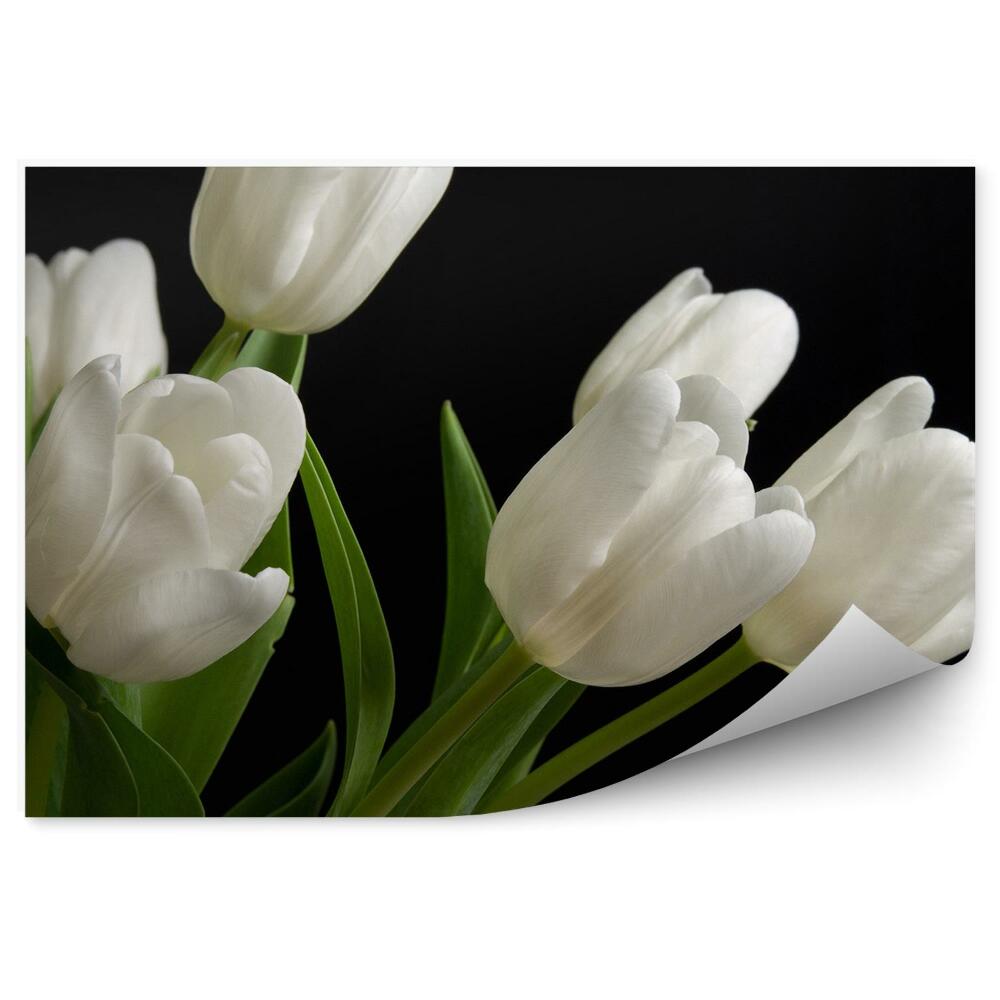 Fototapeta Biele Tulipány